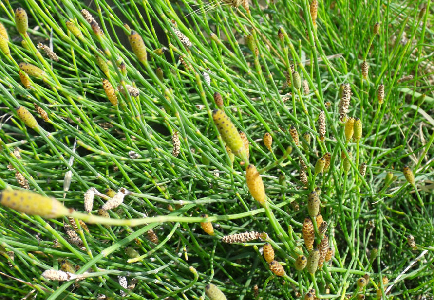 Equisetum ramosissimum